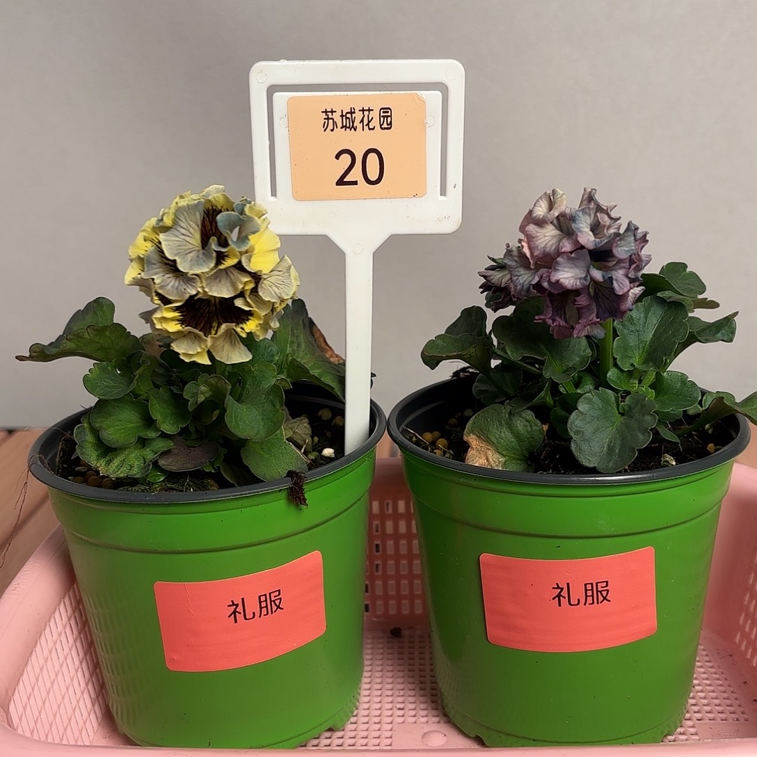 大部分开放少量花苞20