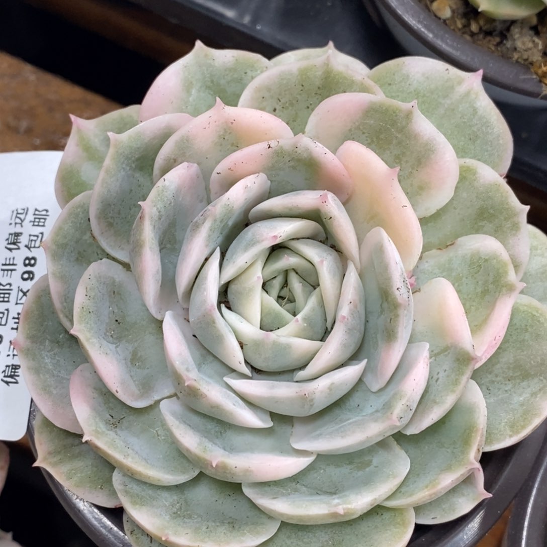 1027昂斯诺锦 小方花圃一物一拍