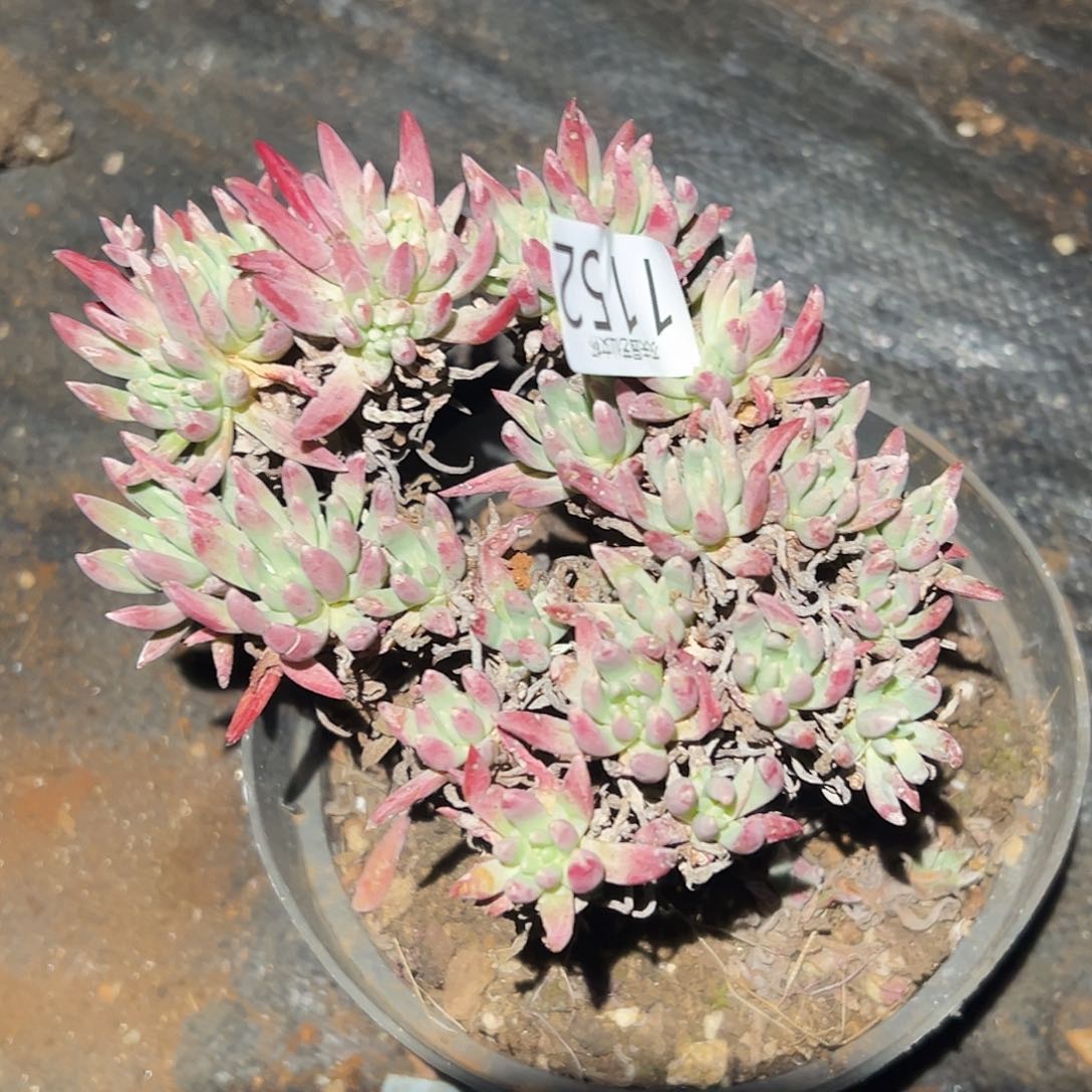 杂交仙女杯多肉。处理瑕疵