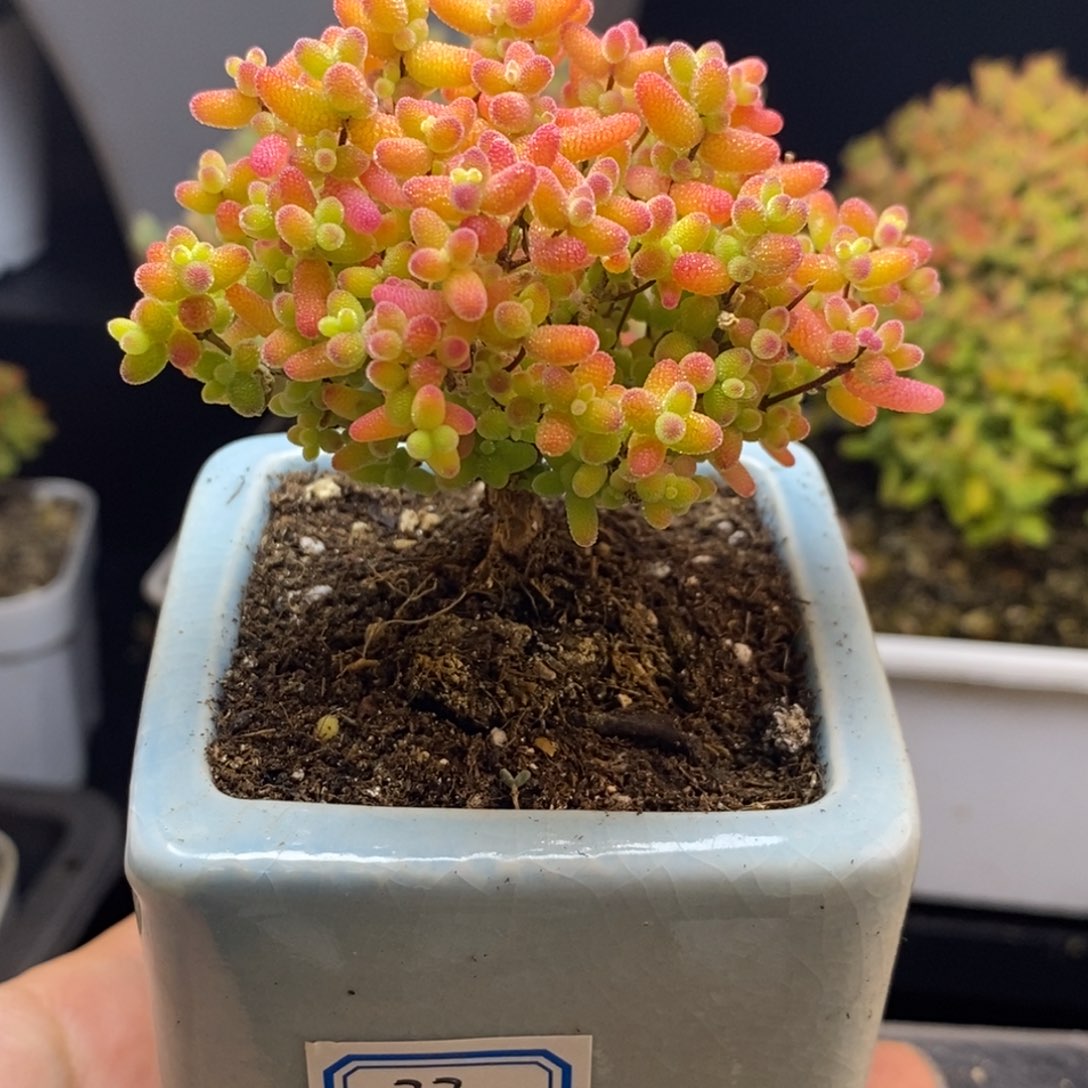 完全开放33号蜜橘糖球（6.5cm）