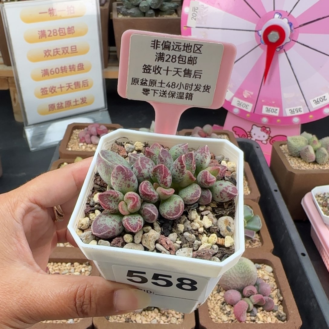 猜***猜558艾薇多肉的植物