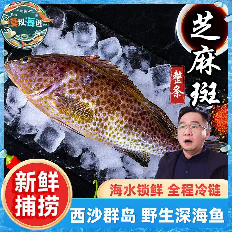 野生南海西沙速冻锁鲜钓口布氏石斑鱼芝麻斑海鲜海捕石斑