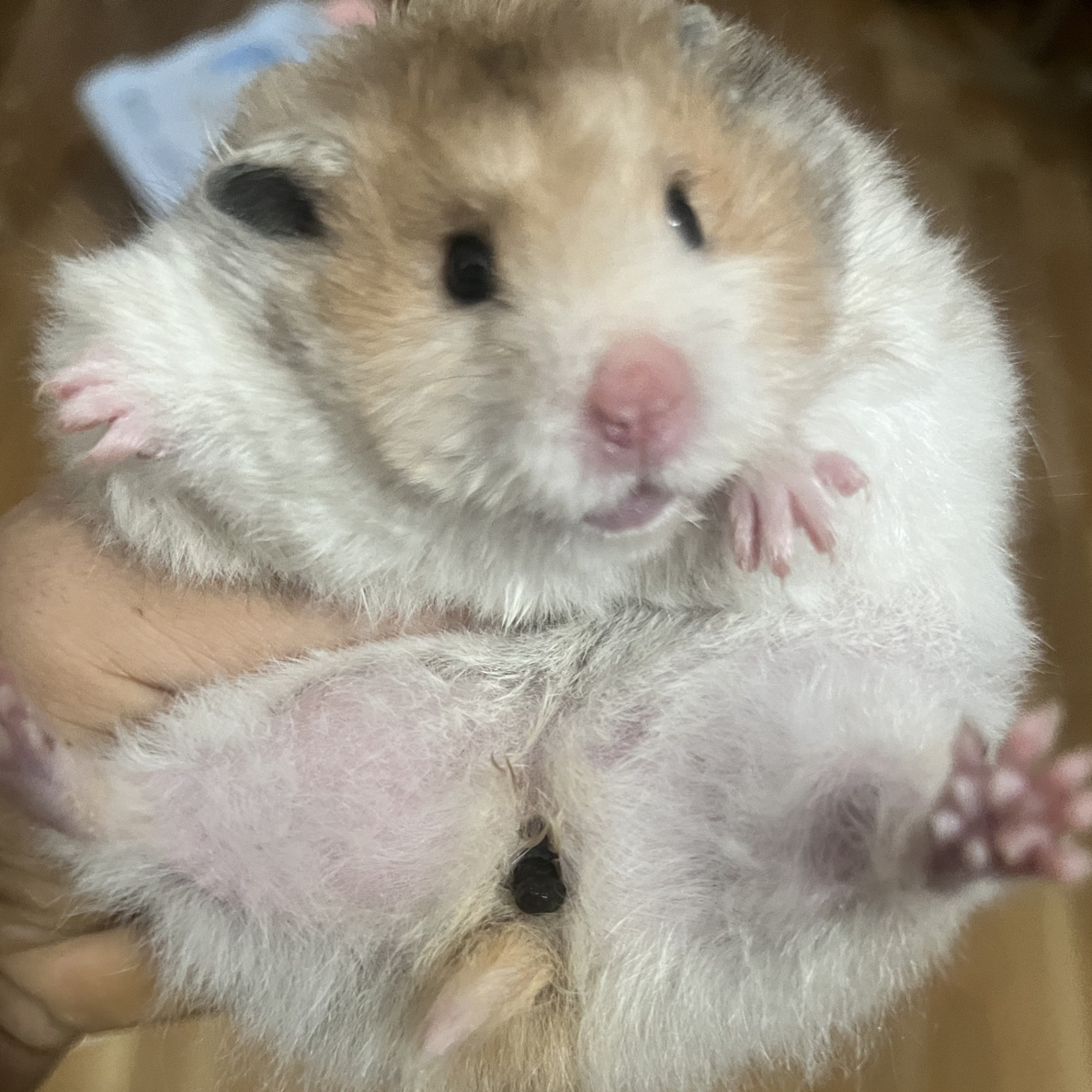 成年大弟弟金丝熊