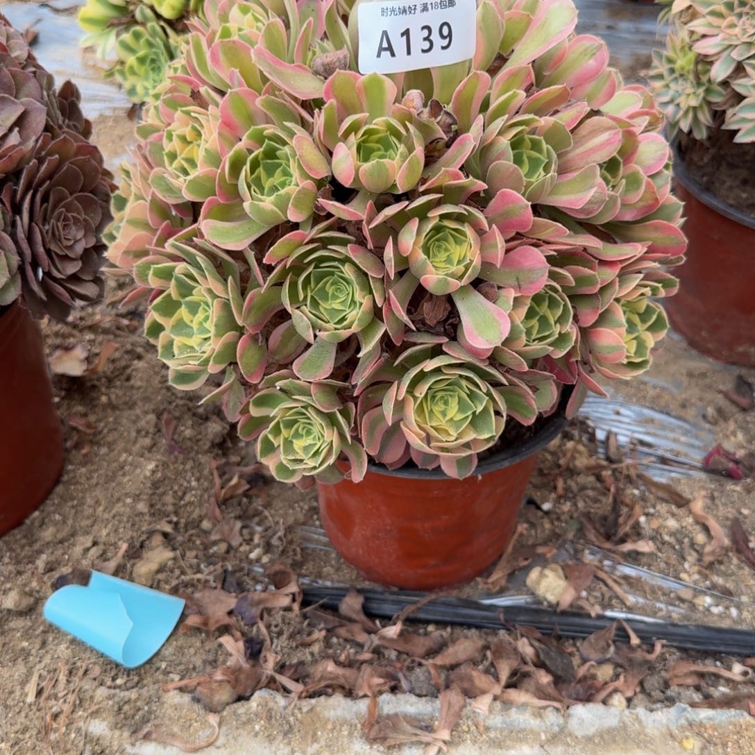 小***光139妖月。多肉植物