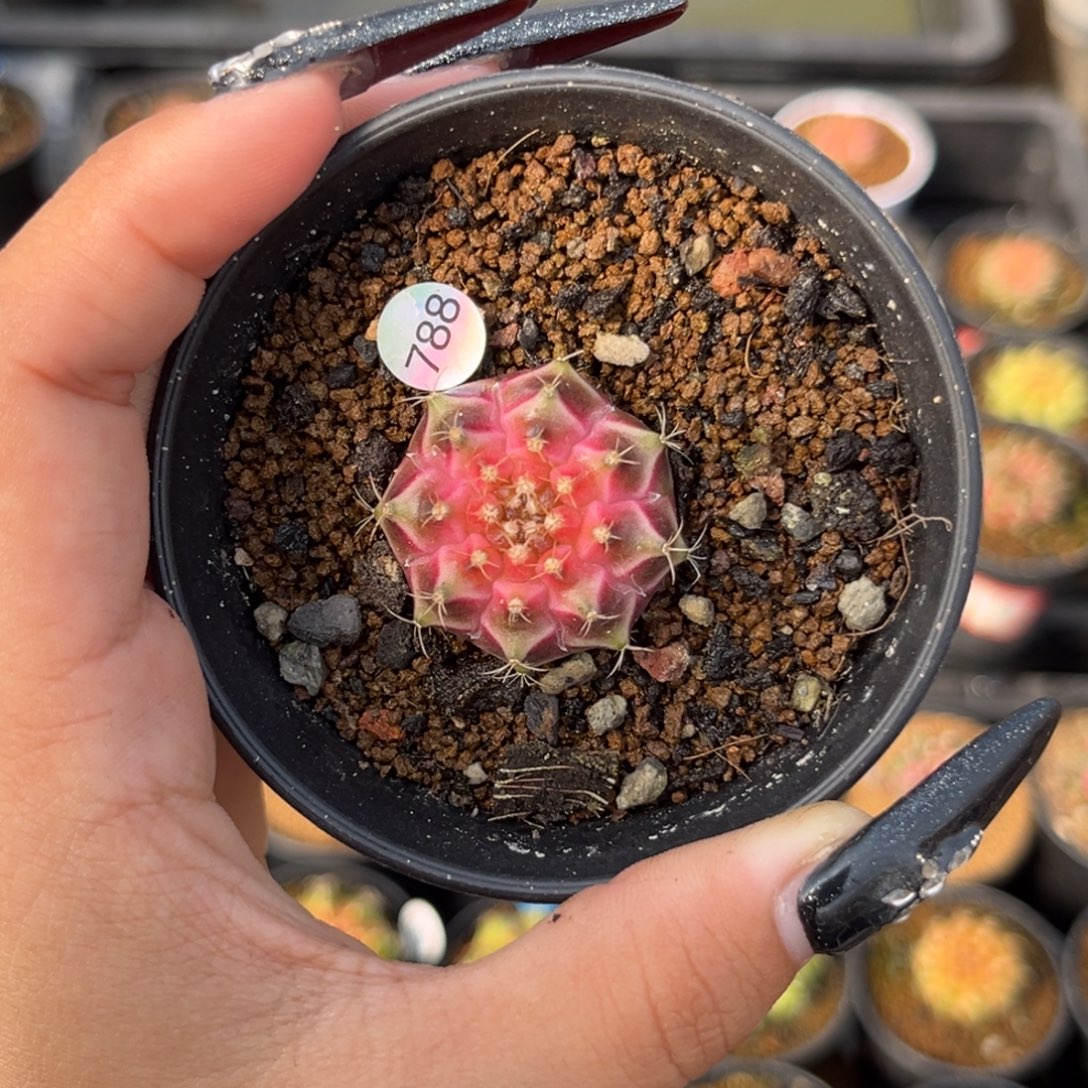 788 梦想轮回 带盆土发货