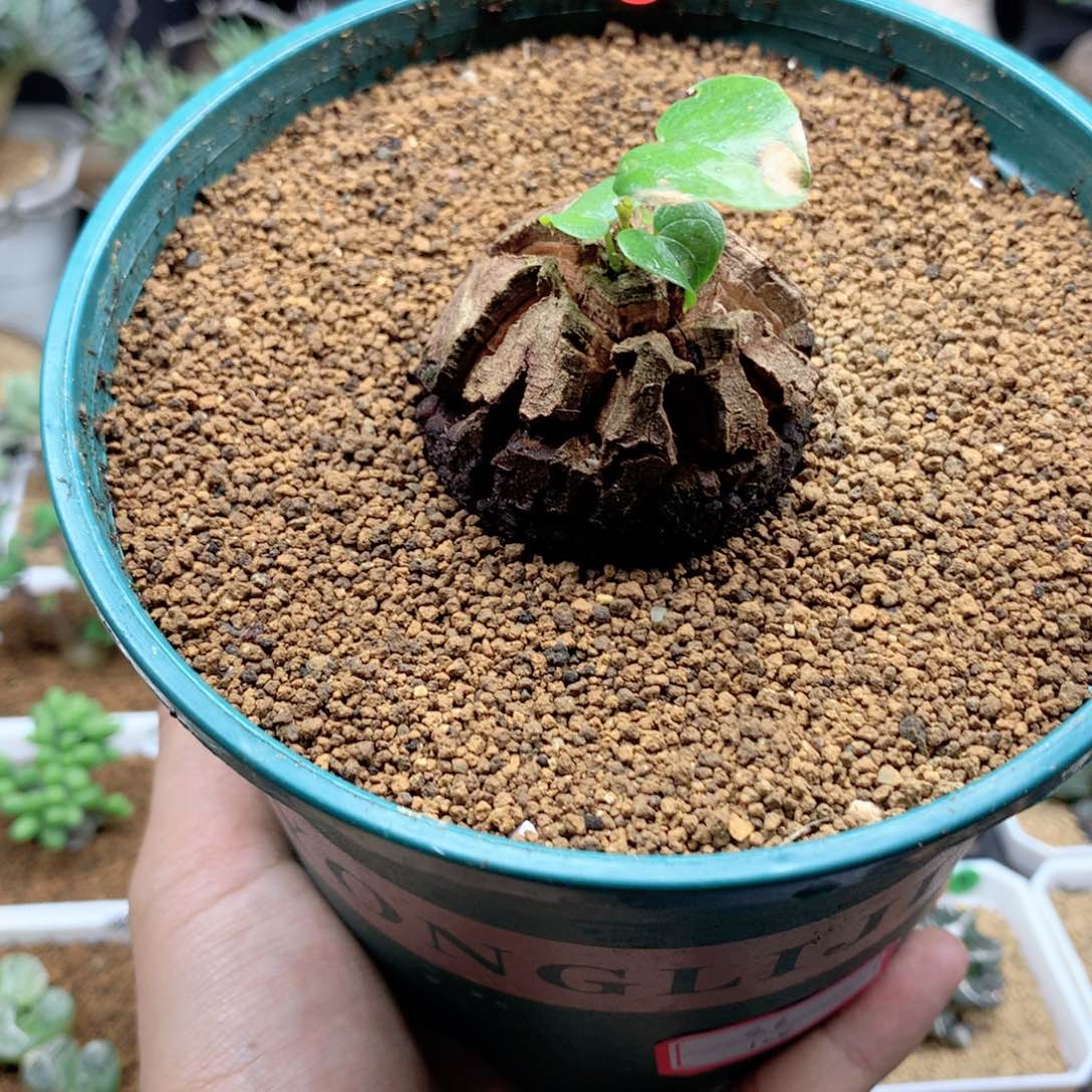 南非龟甲龙带盆发货4.6