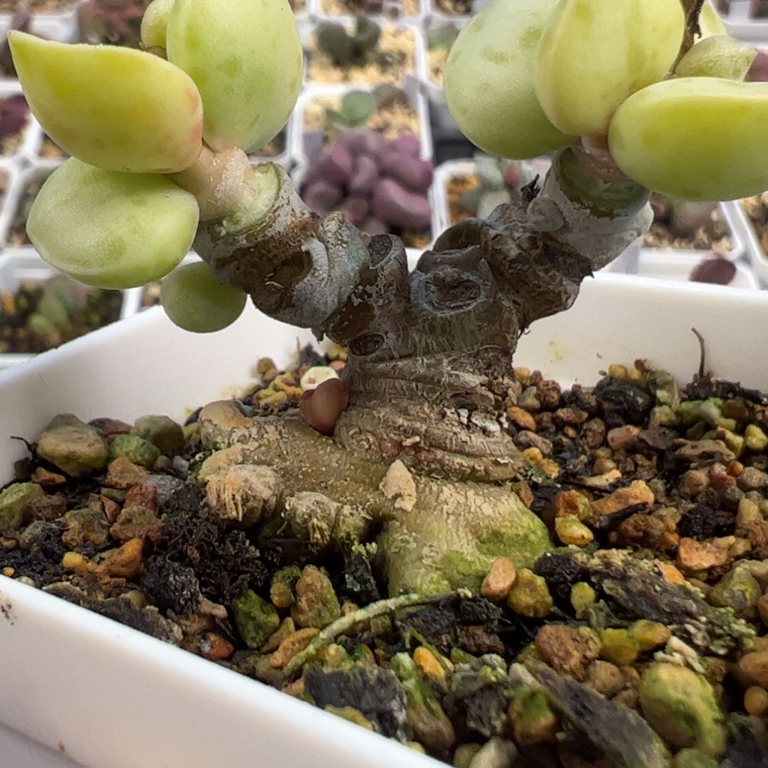 季节锦花蛋多肉植物水泡