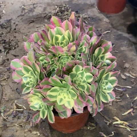 粉女巫绿体多肉004