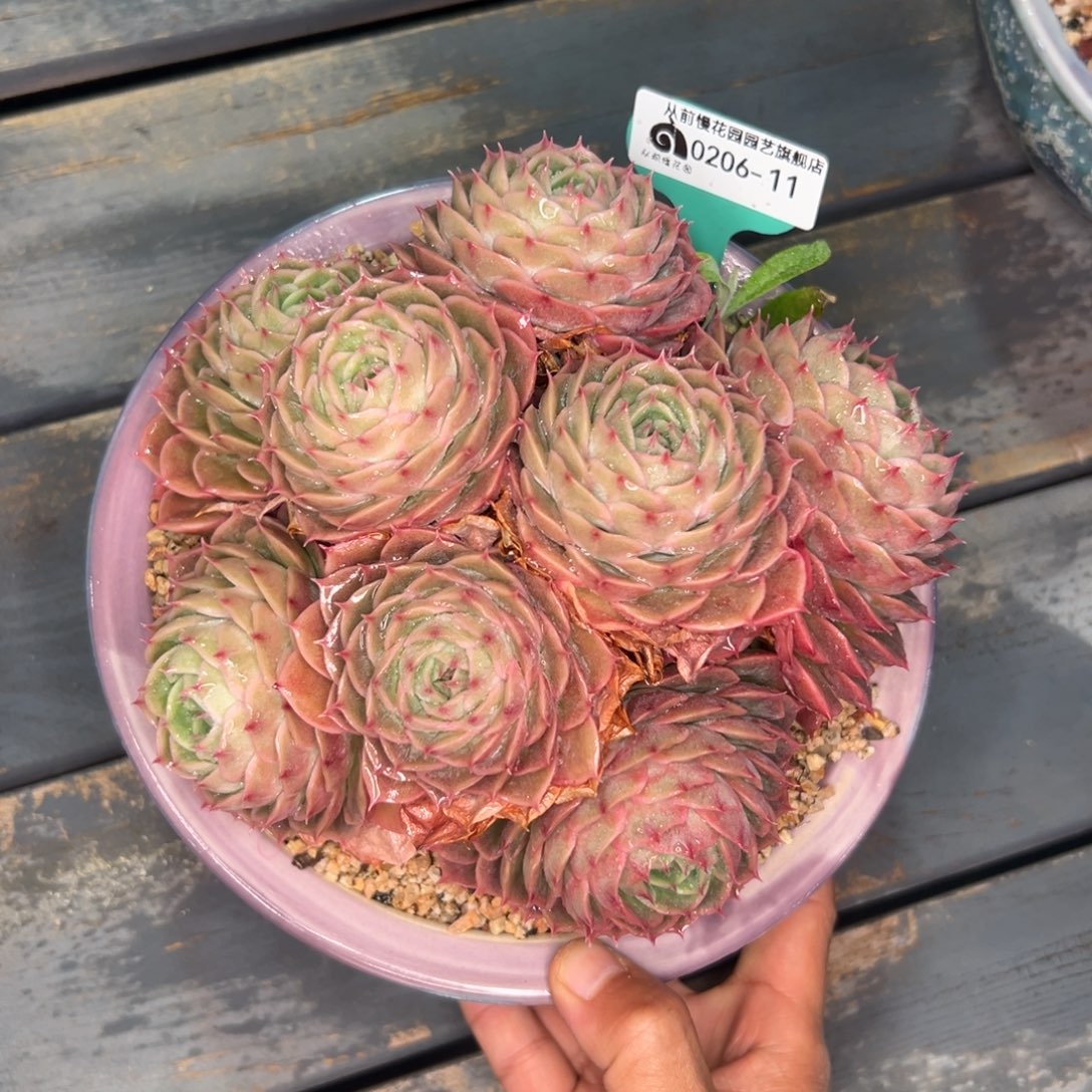 多肉一物一拍0206-11