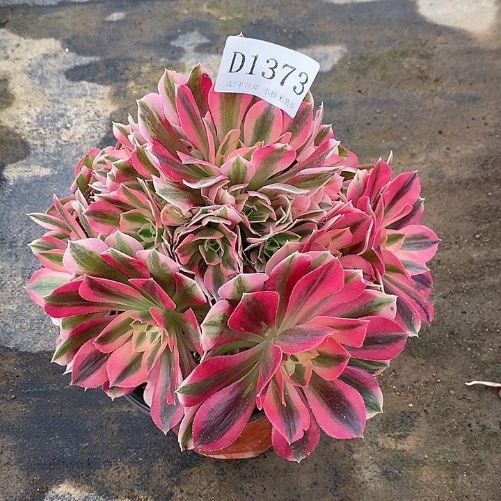 1373粉女巫多肉叶片微瑕疵