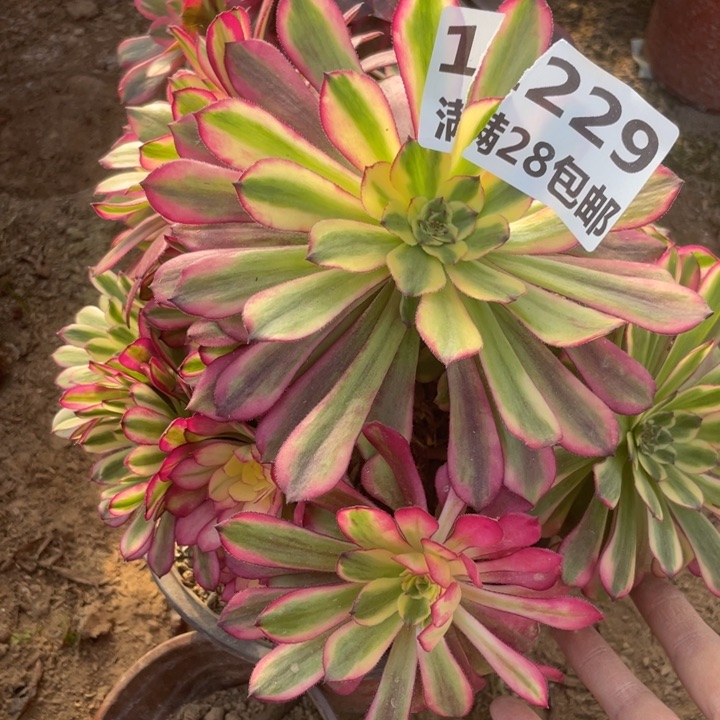 1229一号棚舞天姬多肉C