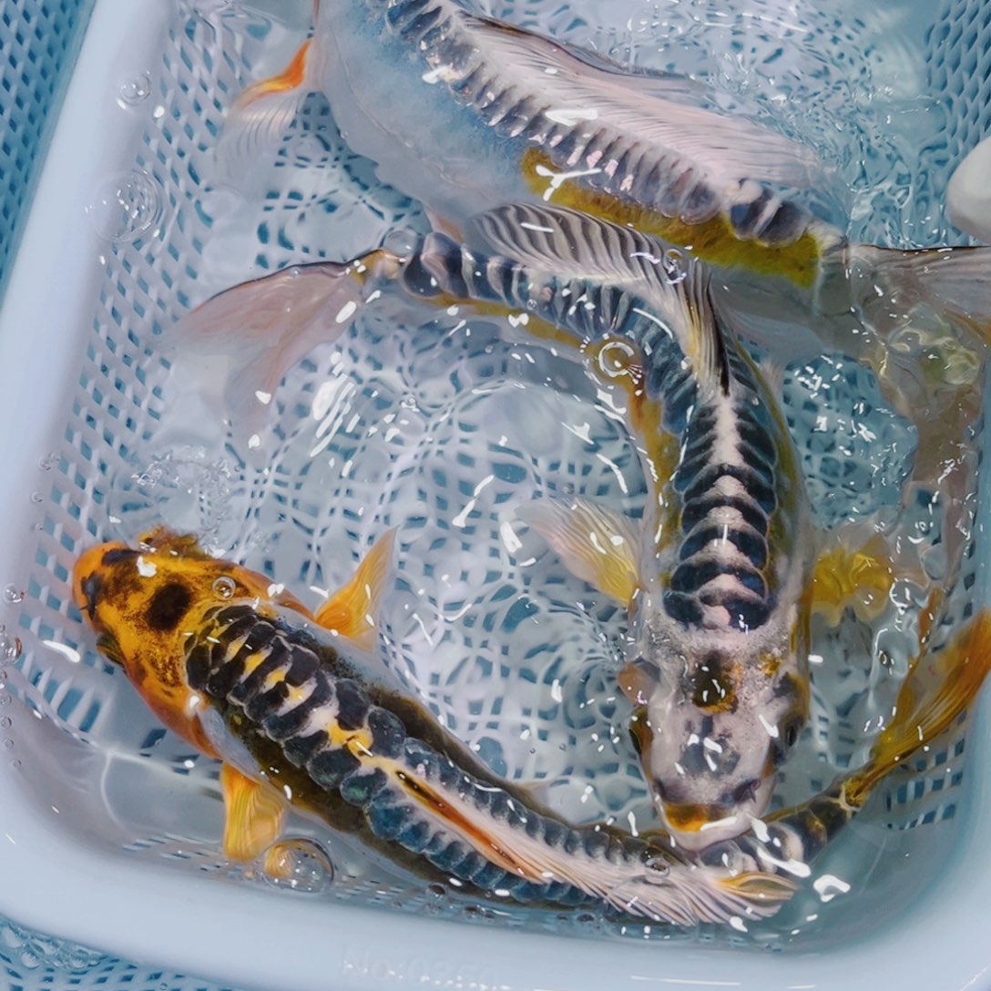 锦鲤锦鲤冷水鱼观赏118