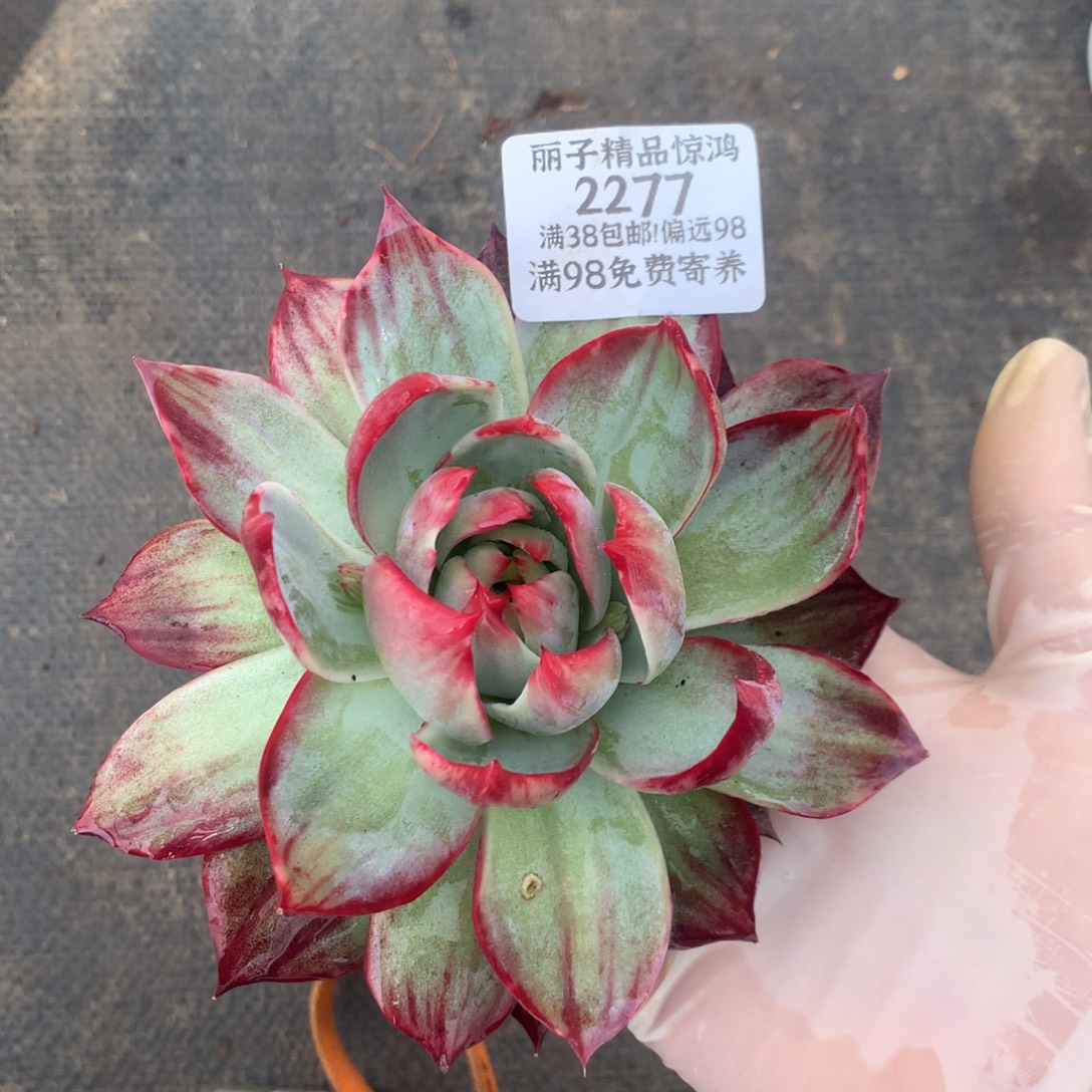 梅***梅2277号多肉植物惊鸿12厘米