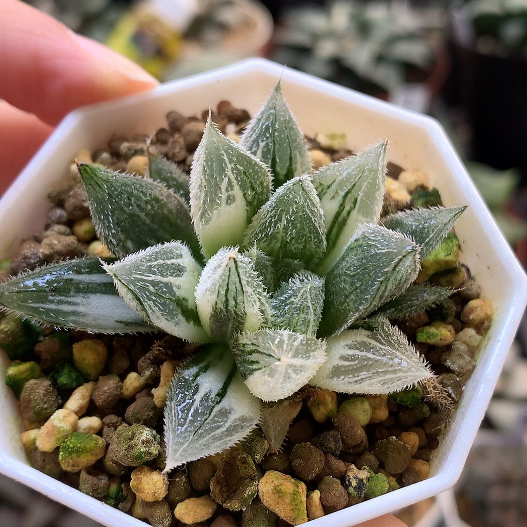 绘卷锦带UFO土鹅村tutxu