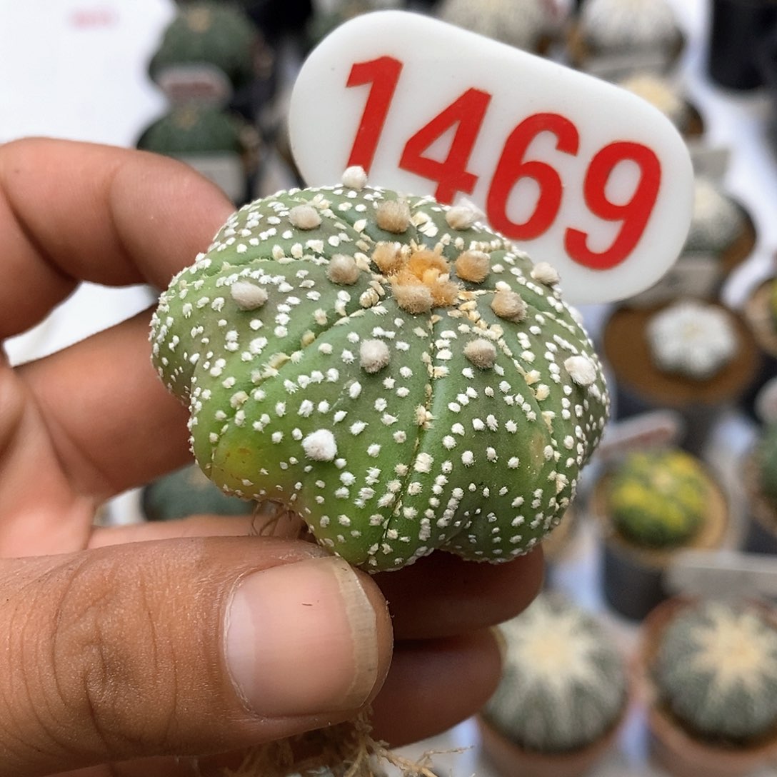 1469泰奇福利特价咯后