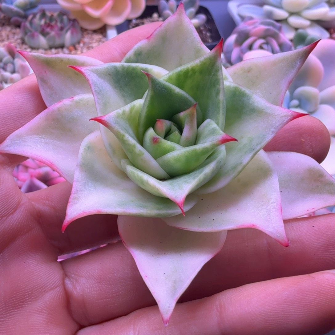 飘***零飘雪 多肉植物锦 多肉