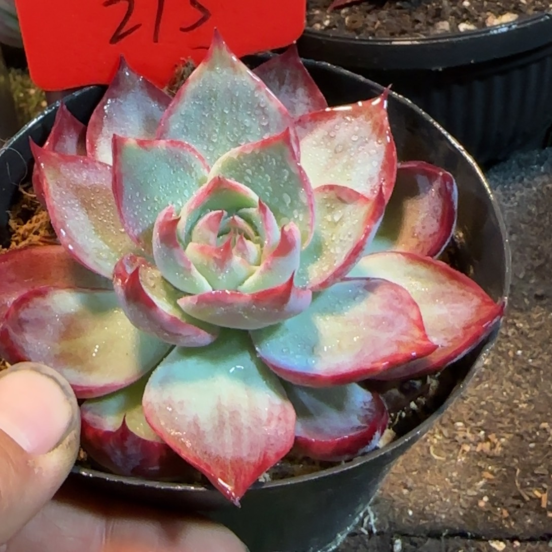 惊鸿一物一拍包装收缩花旱215