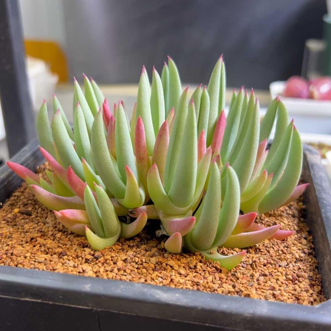 蟹钳 大群生 肉锥植物