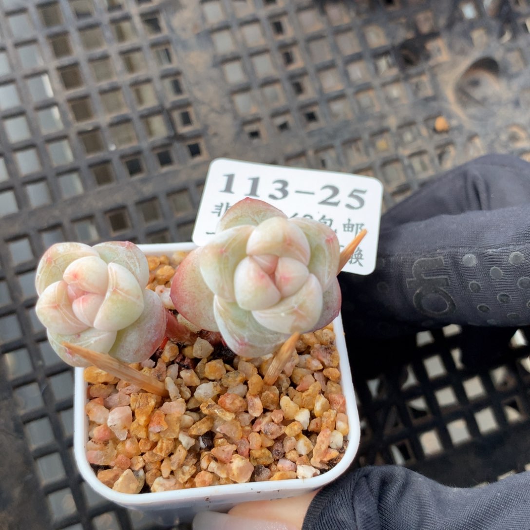 25。小长腿冰玉小脸双头带崽4cm盆