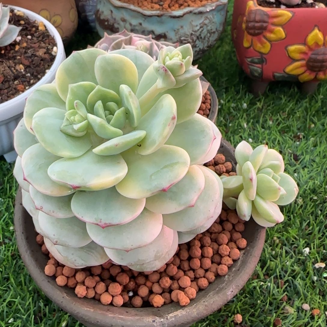 香菜锦群多肉植物