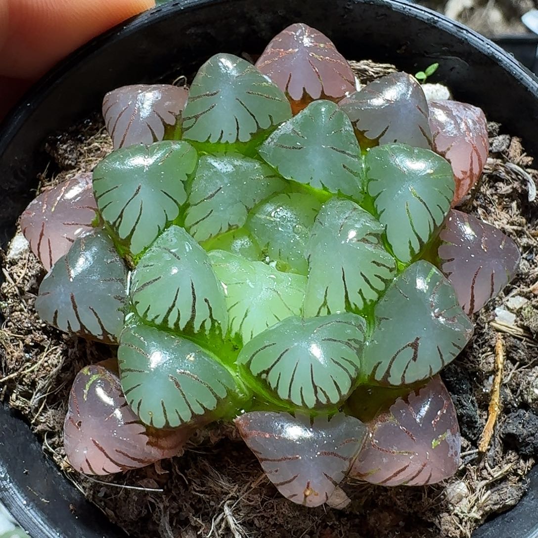 106冰灯玉露带盆发货