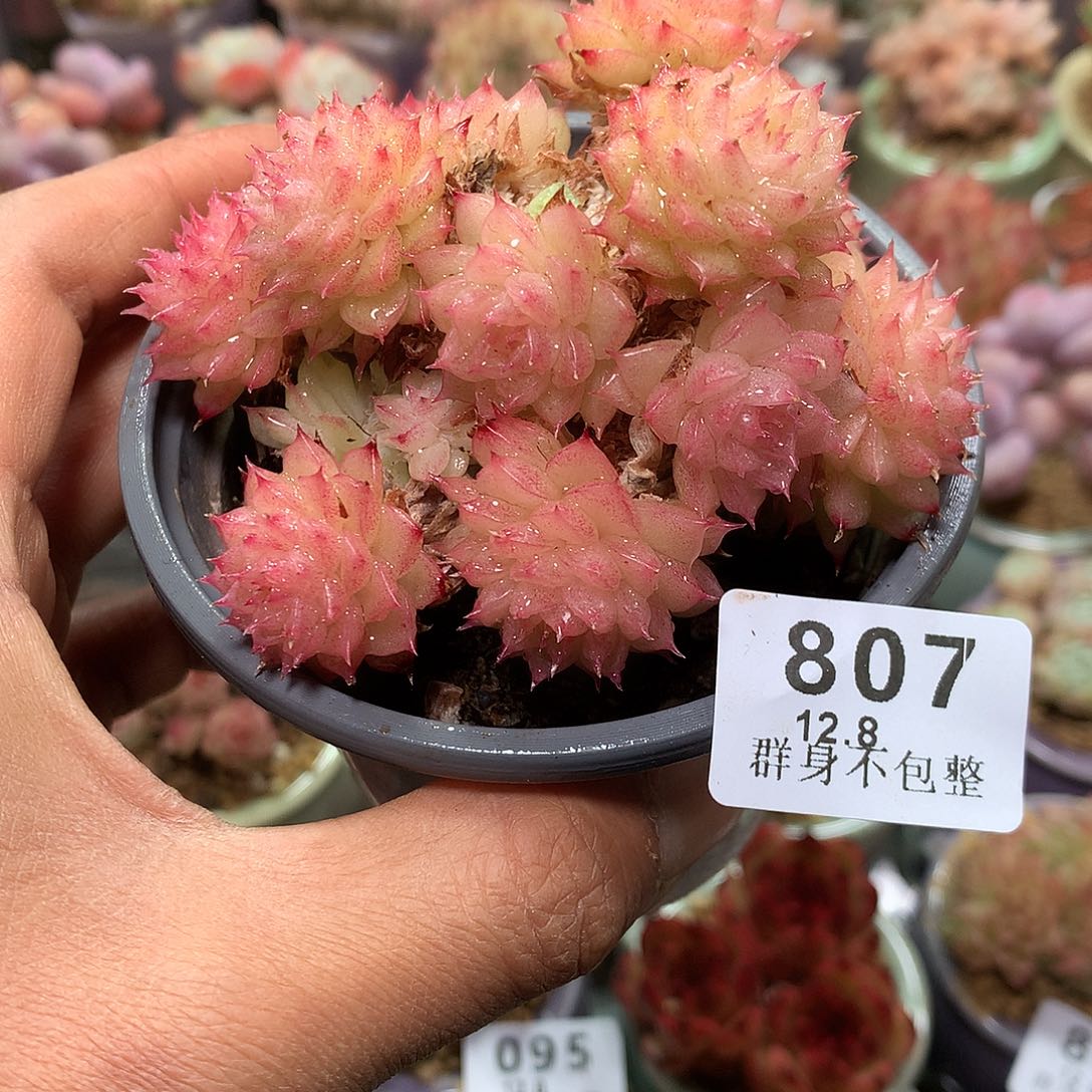 精控拇指盆12.8807