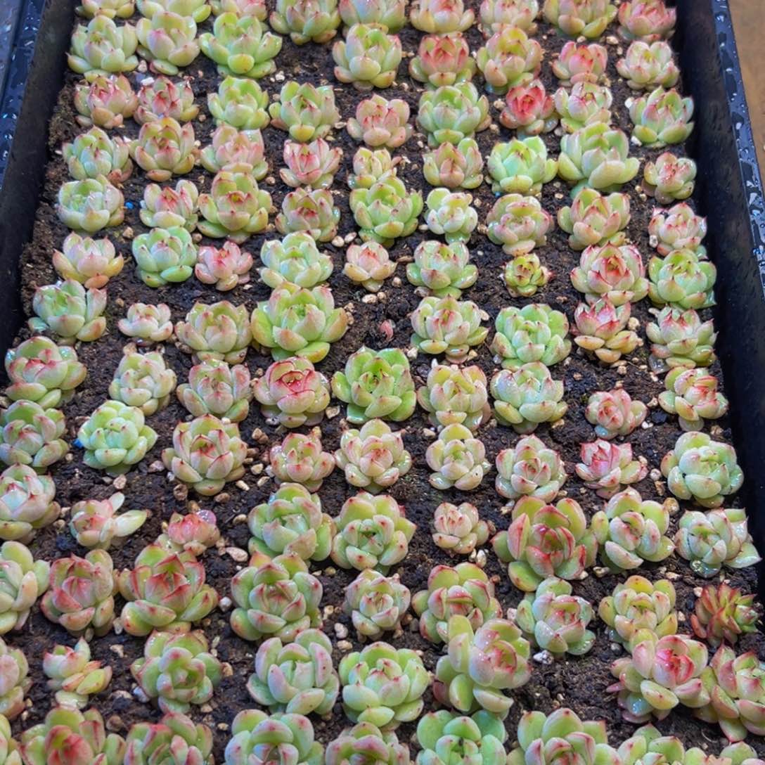 056多肉植物和植物在这里繁衍