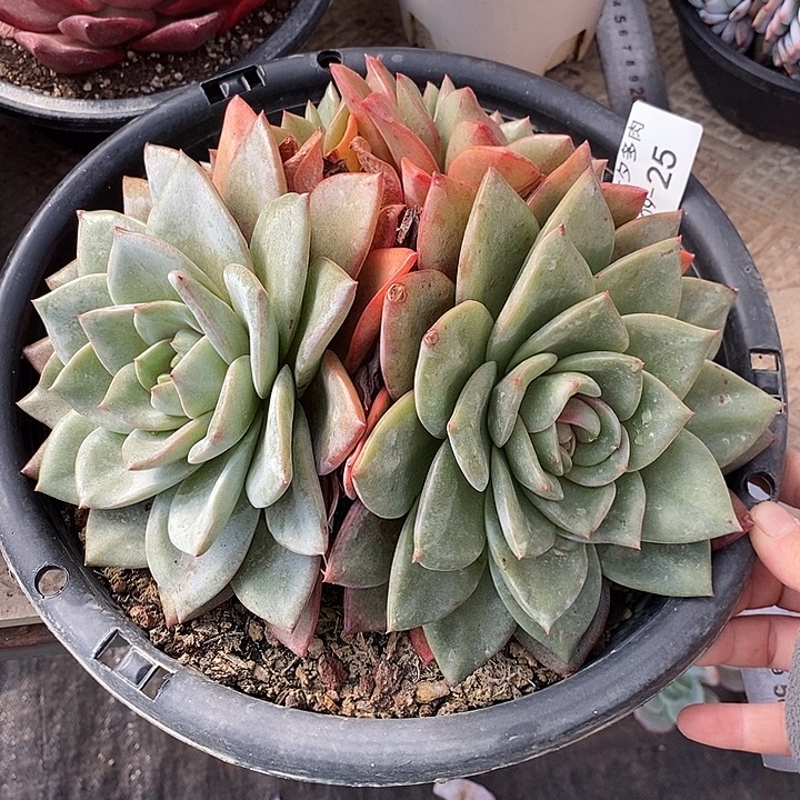 ****菓小七夕多肉德国香槟25