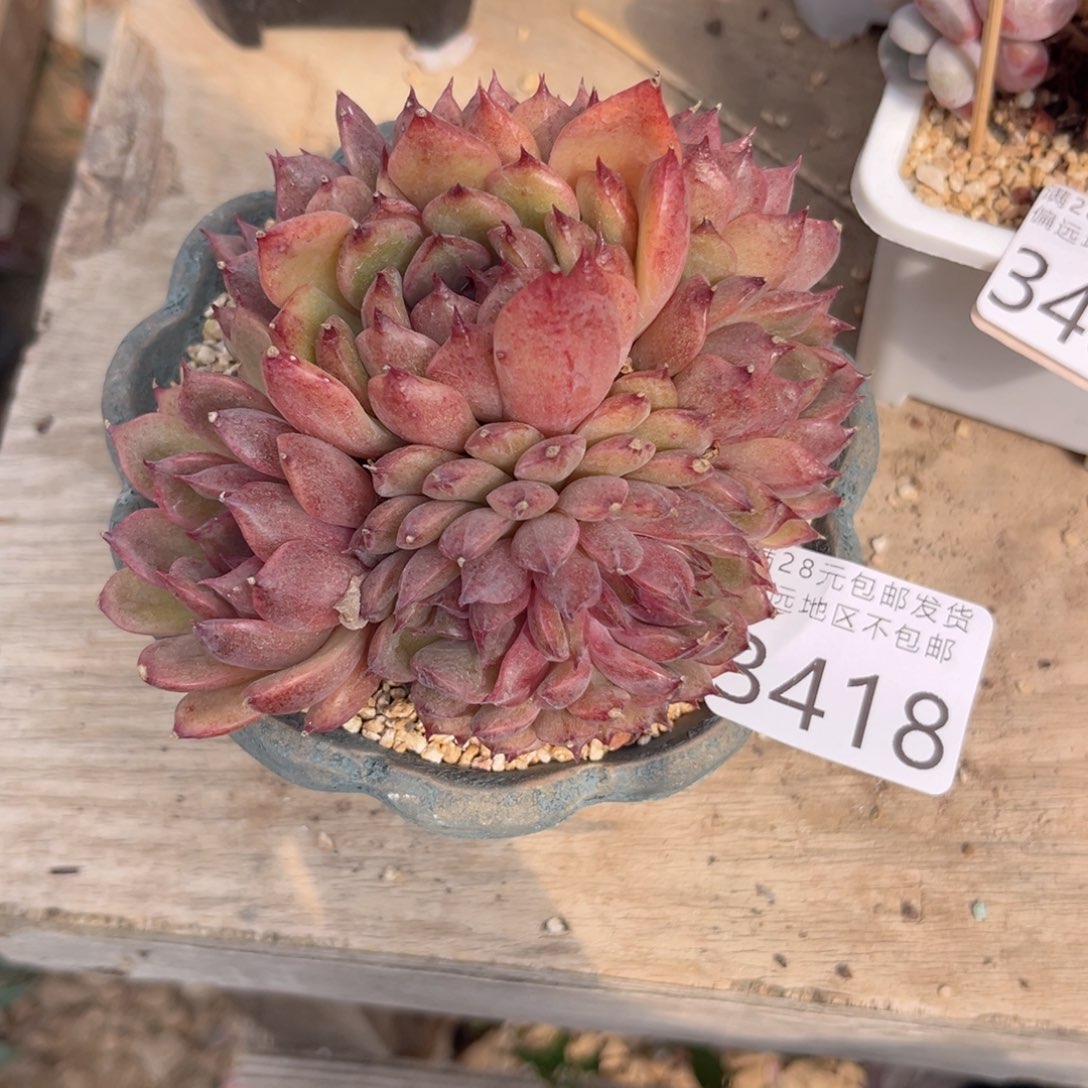 大3418；b c b v b b b v b