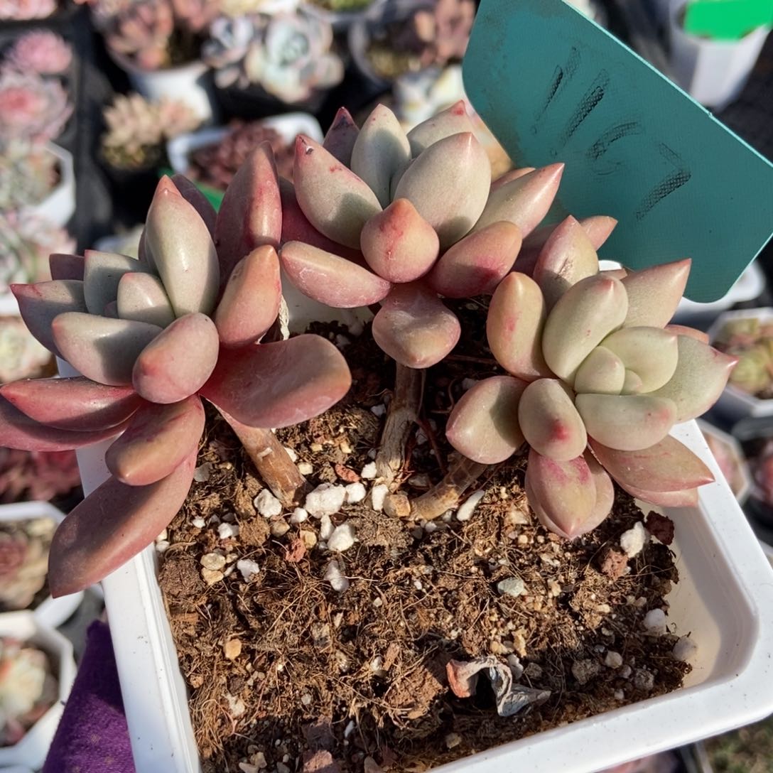 1167桃花源多肉植物保护