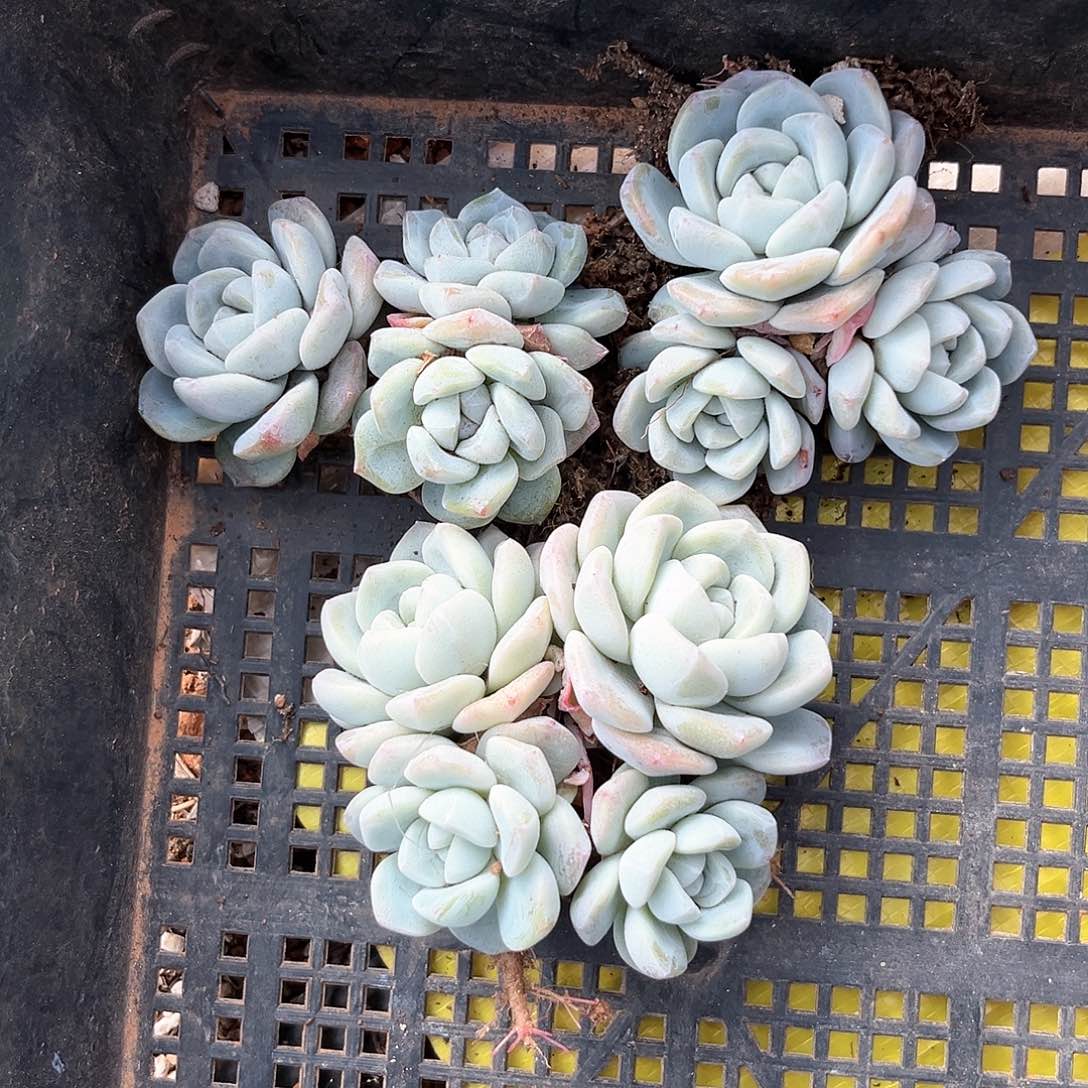 阿雅园艺。 不售后822