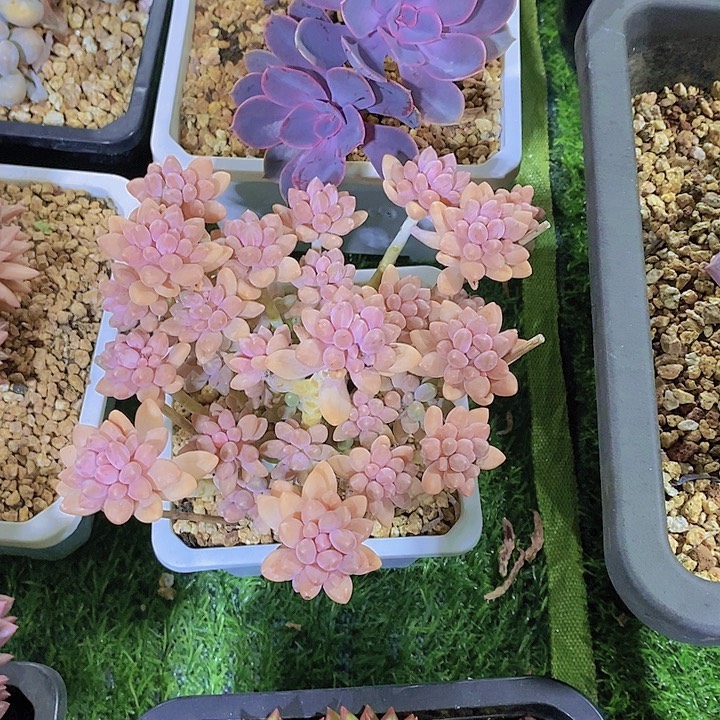 牡***丹星黛露多肉植物老桩