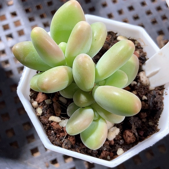 多肉植物芒果奶912