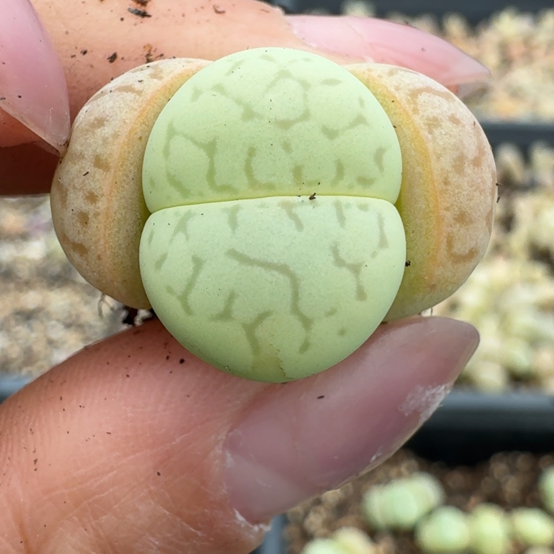 388绿大白00000000000