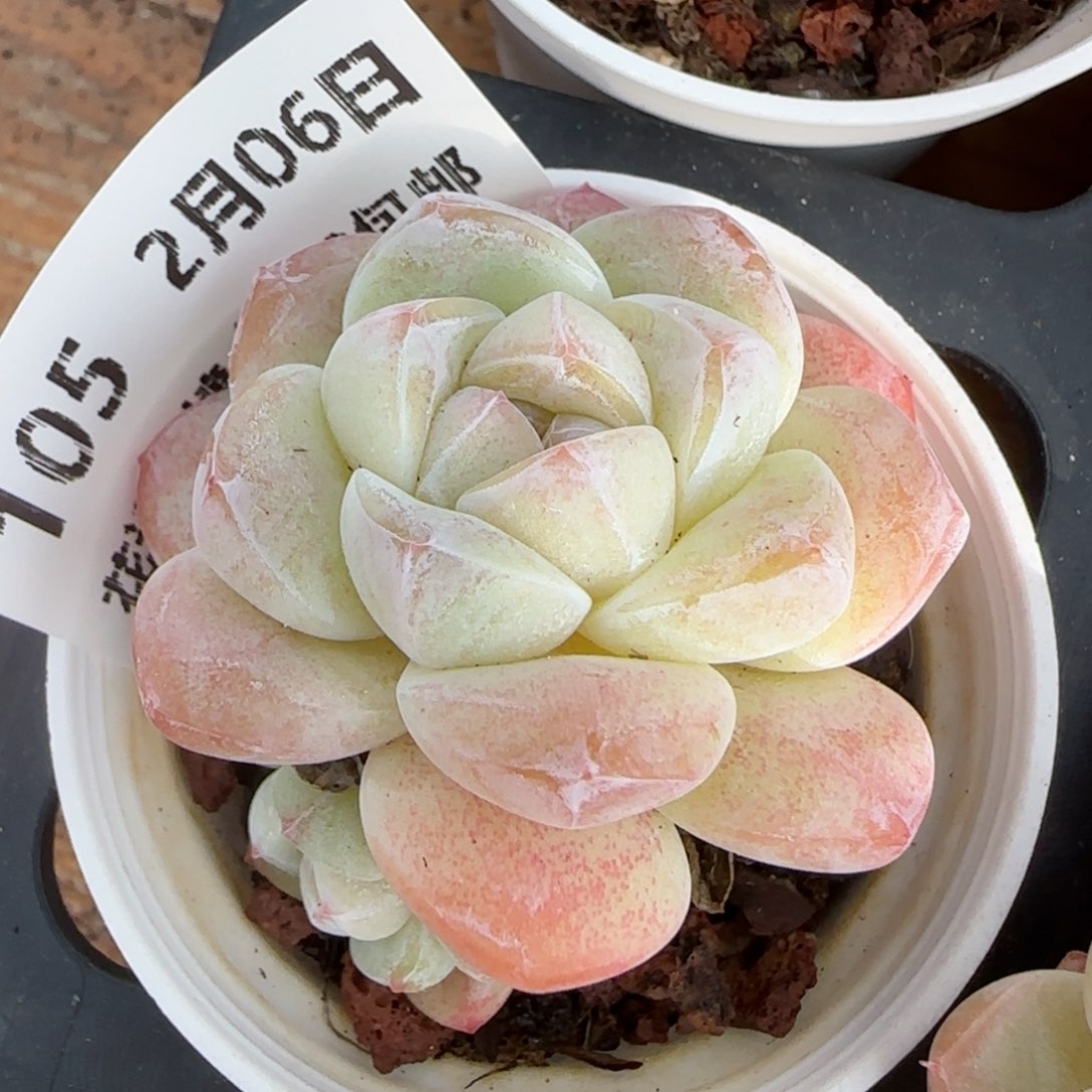 花语逸境0206-105