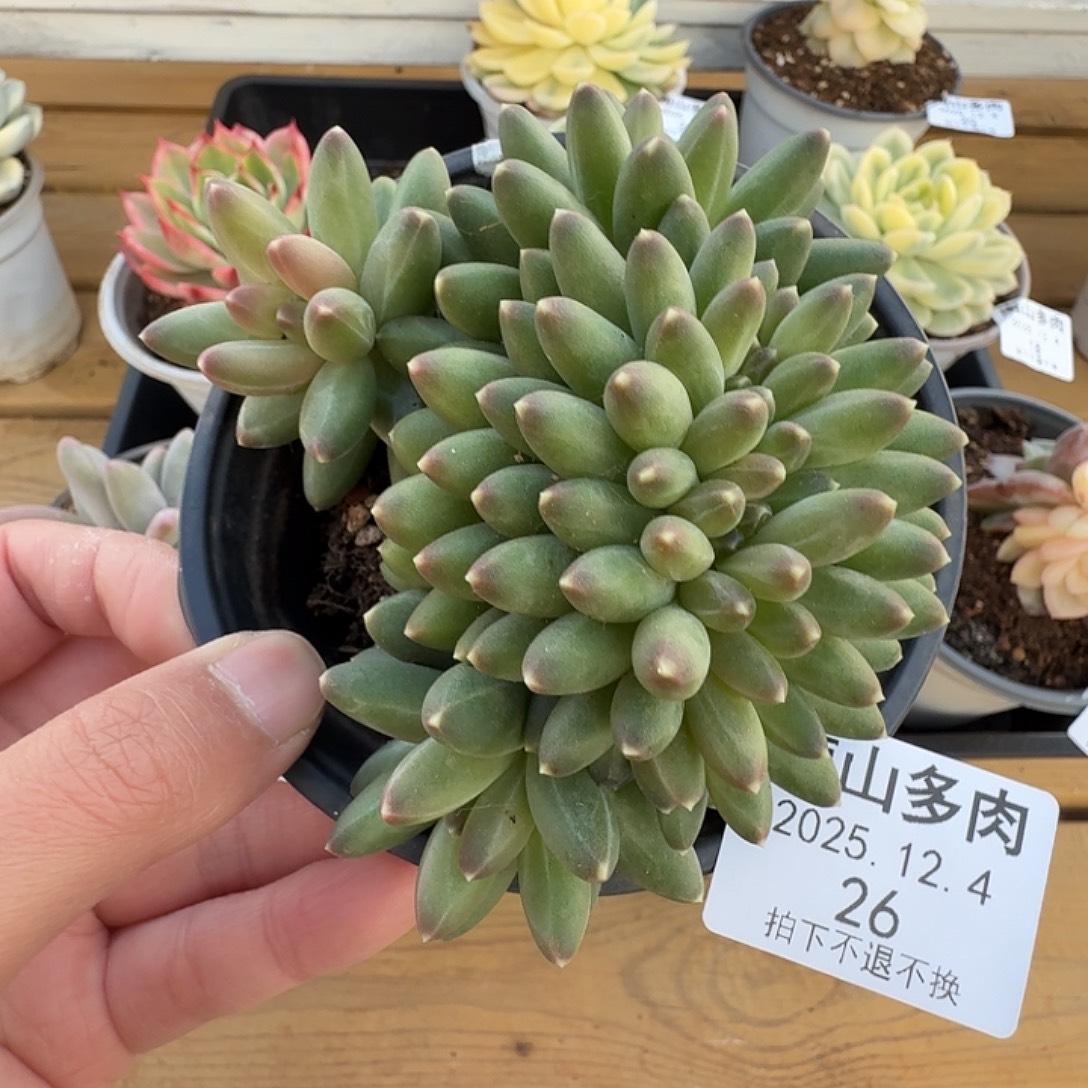 伊卡露诗缀111124-26
