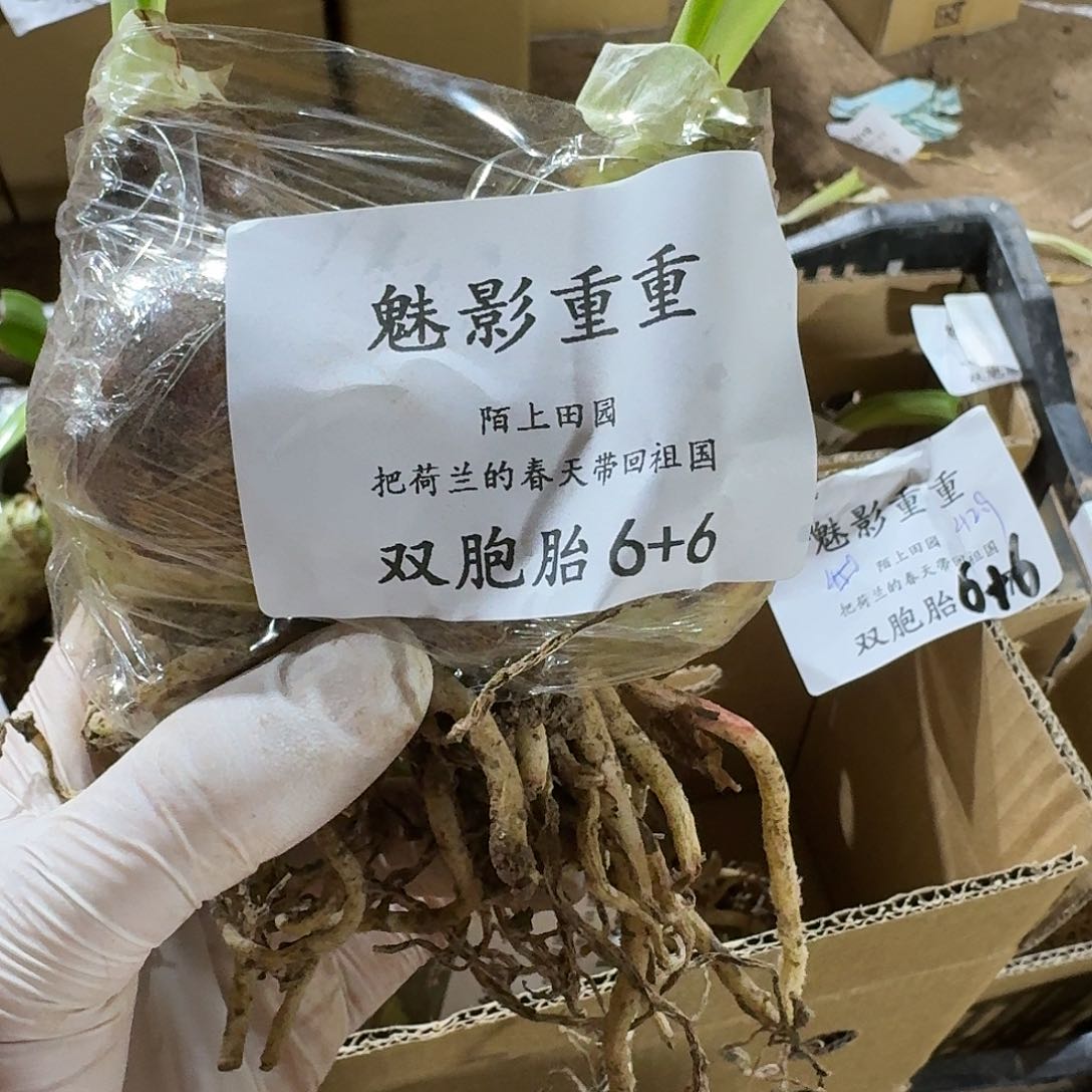 魅影重重6+6发发发发