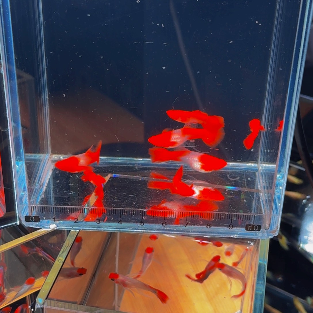 用***2孔雀鱼红头双分水缎带2对