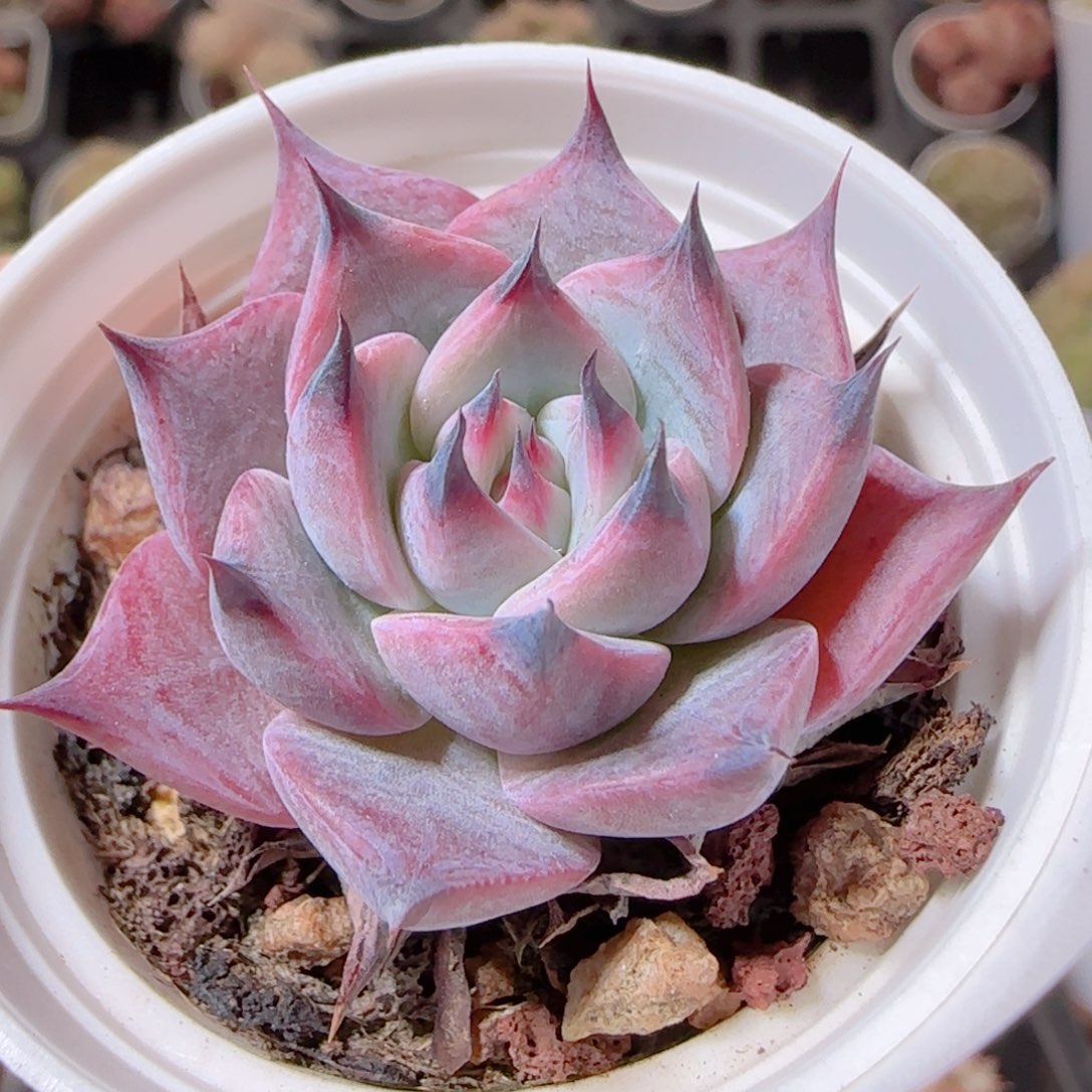 花语多肉1209-250