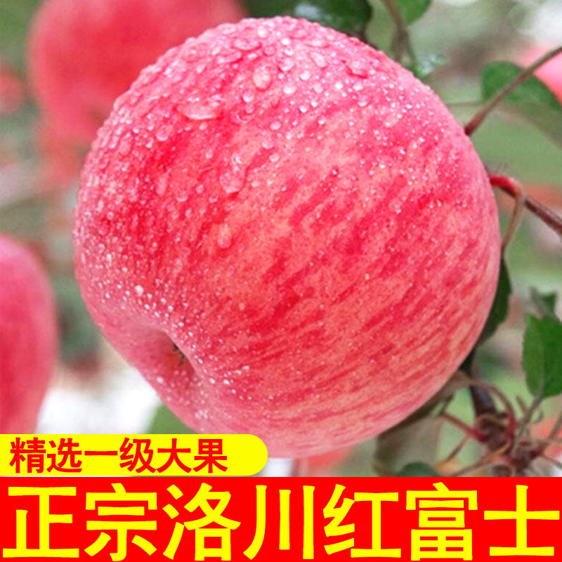 【2025年新果】陕西洛川红富士苹果5斤/9斤装 脆甜多汁 产地现发