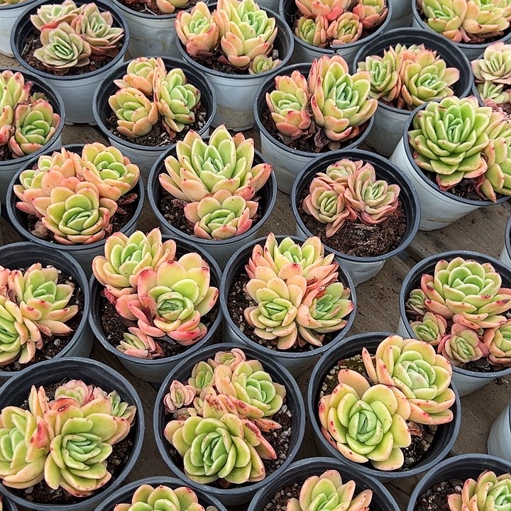 多头         冰玫瑰锦