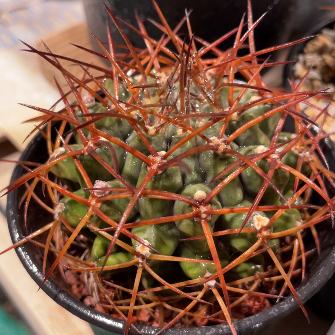 仙人球裸鄂球原始波光龙