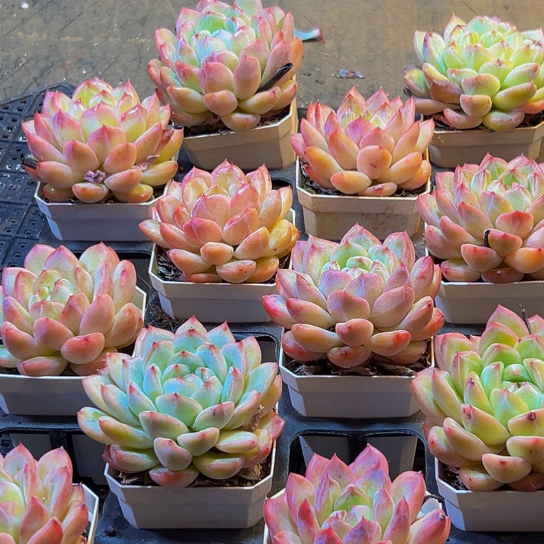 611多肉葡萄的味道是真的很