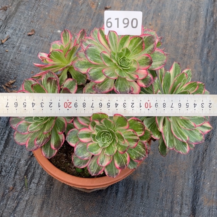 万花筒特价多肉发货