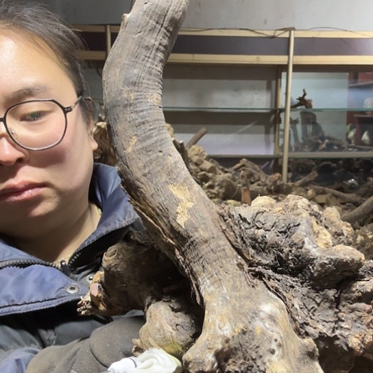 香榧木錢**里火琉璃的毛料摆件