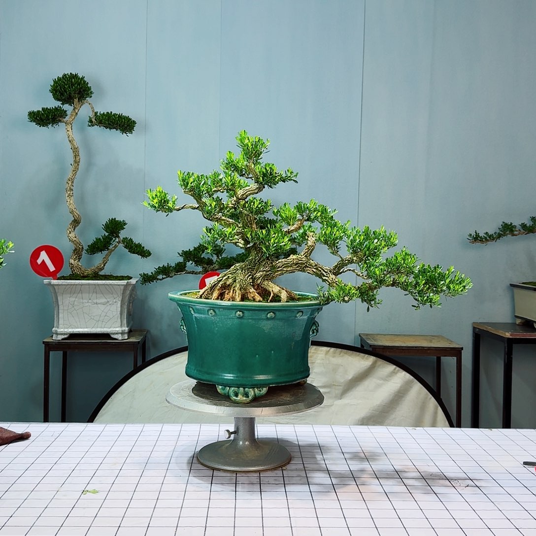 空**森广东皱皮雀舌黄杨