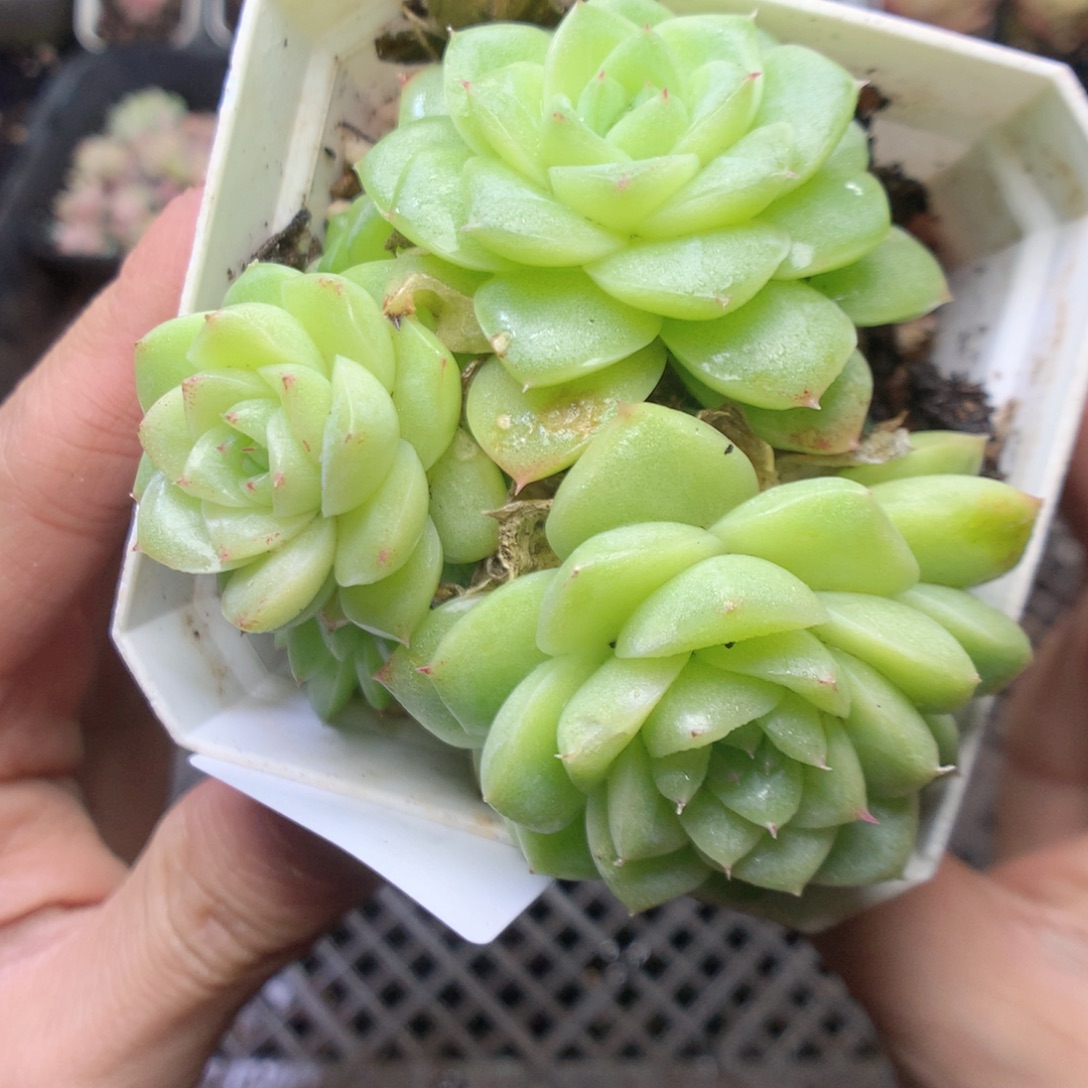 无花朵Q51。yyyyyyy