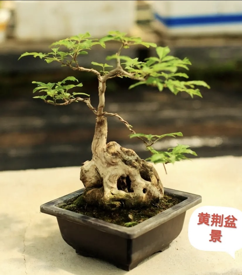 黄荆盆景随机发货【放漏中】老桩绿植室内办公室居家小微盆造景花卉