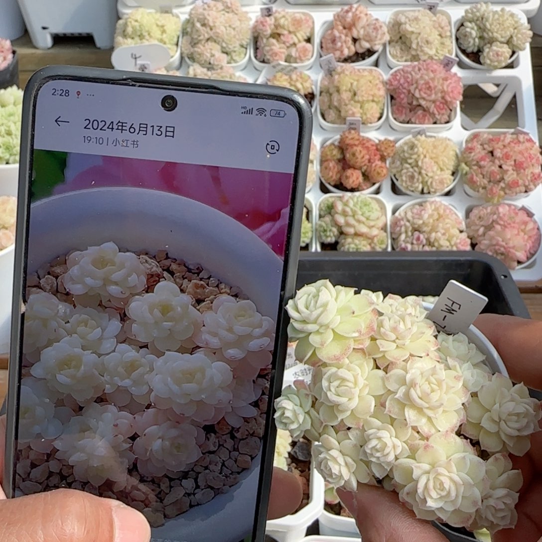 【闪购商品】0124-82（fm-72）