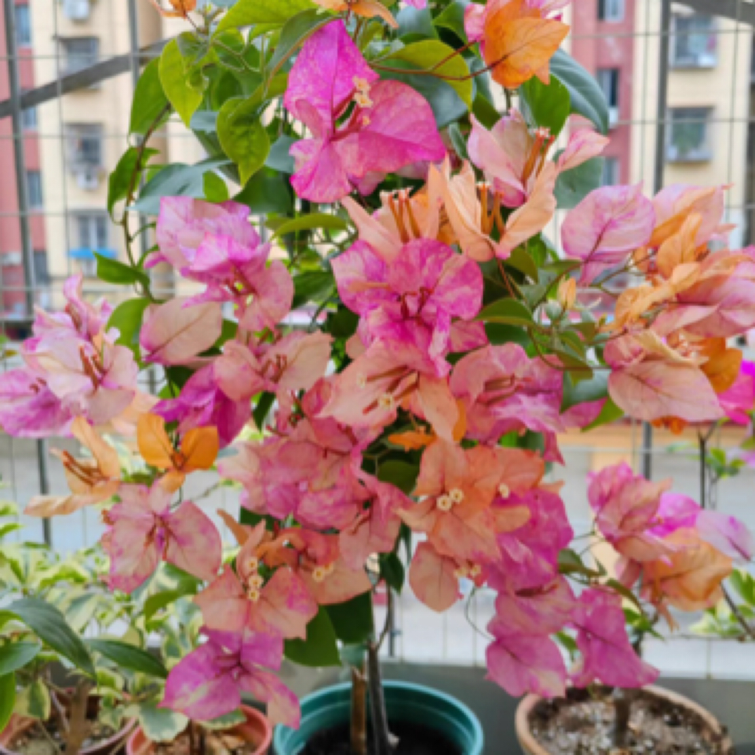 漳州新品垂丝三角梅（带花）盆栽花苗易活庭院阳台爬藤